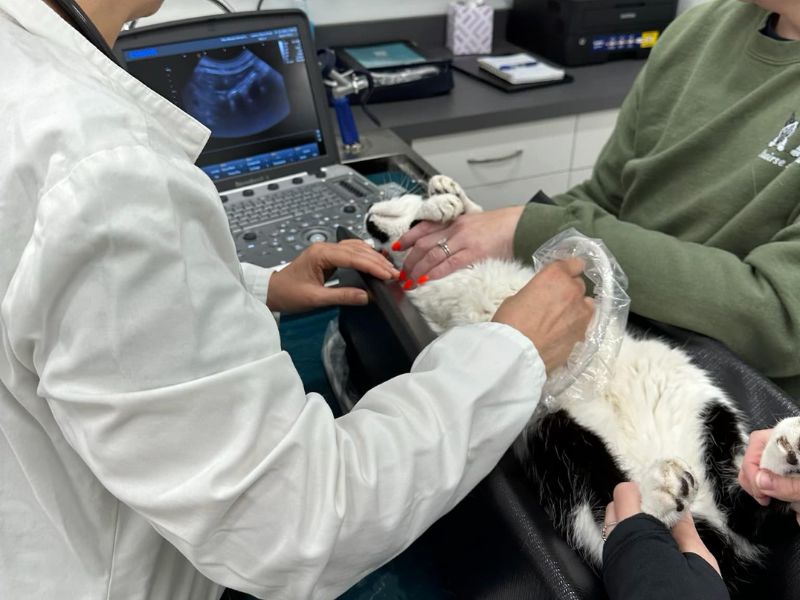 Cat receiving an Ultrasound