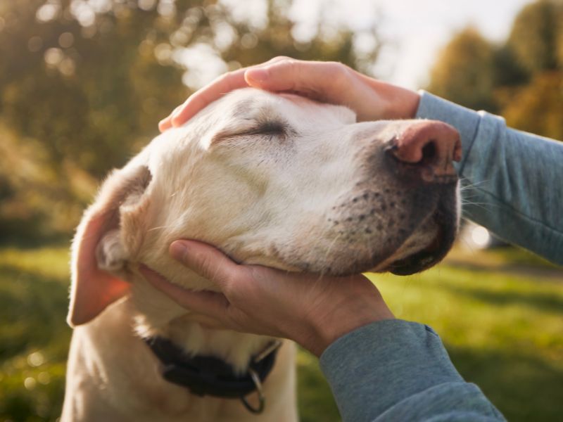 Older dog getting pet
