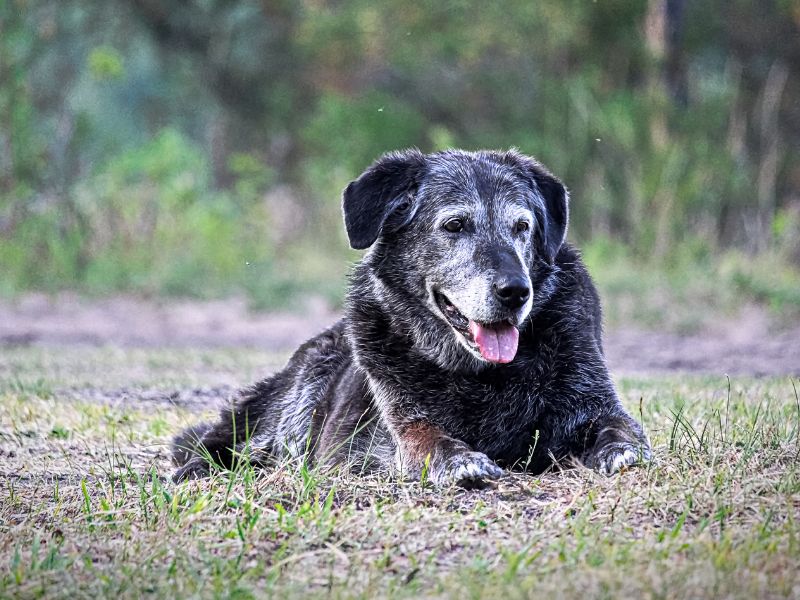 Old dog laying outside
