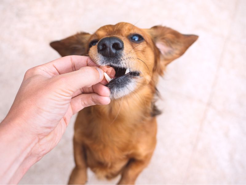 Dog eating a treat from a person