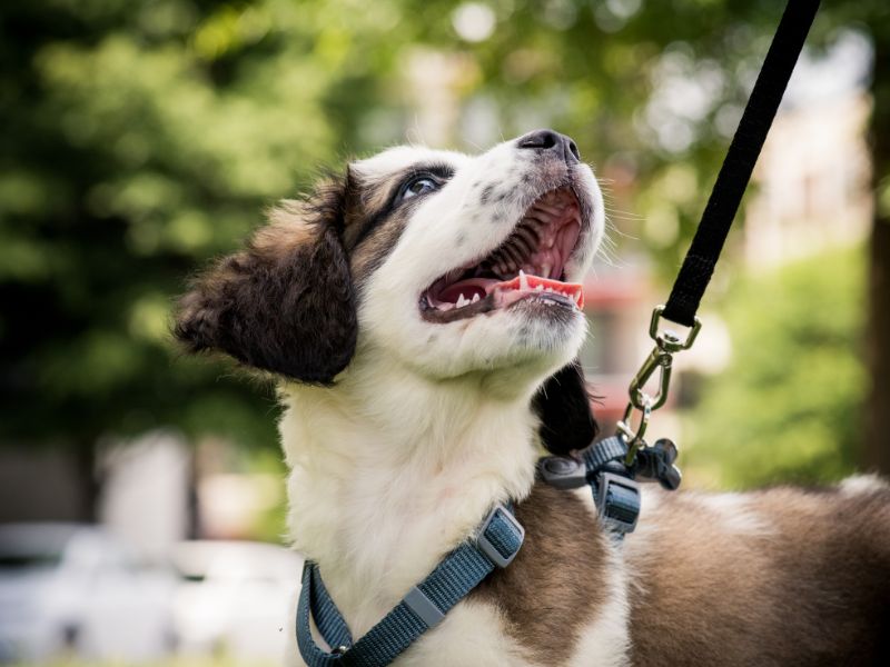 Puppy on a leash outside