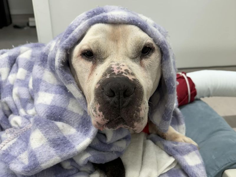 Dog wrapped up in a blanket