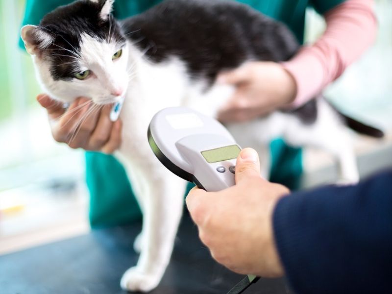 Cat getting scanned for a microchip