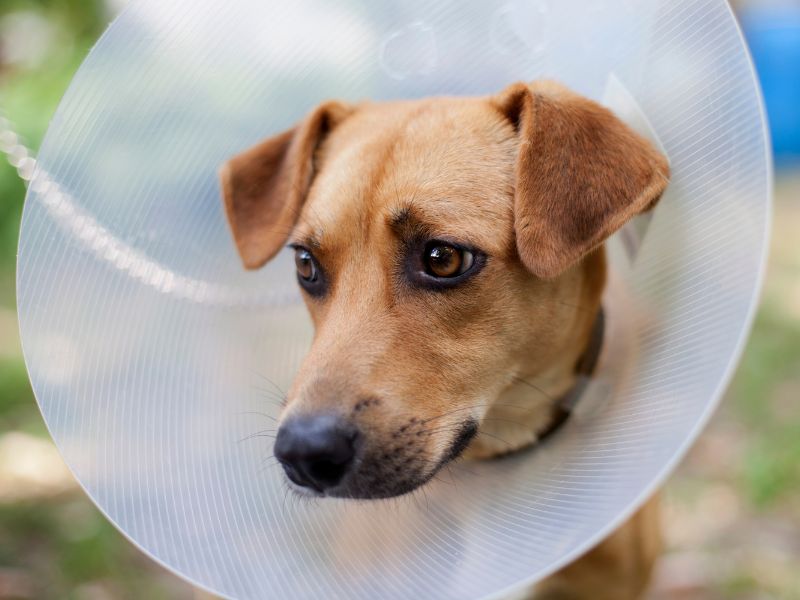 Dog in a cone after surgery
