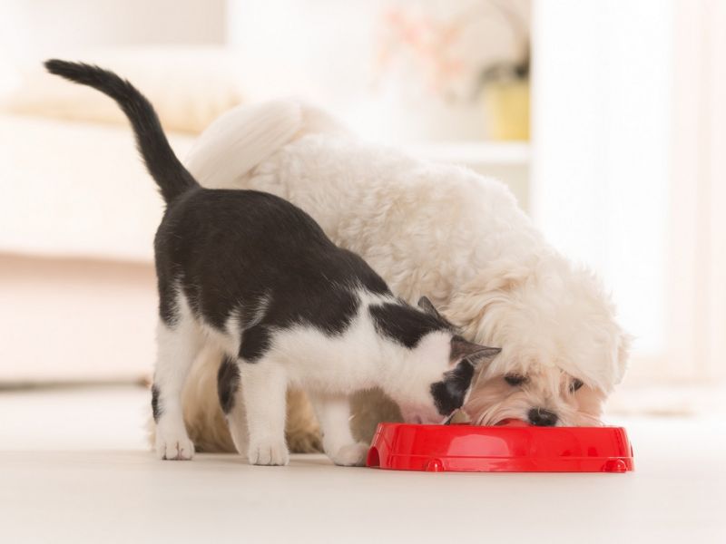 Dog and cat eating out of a food bowl