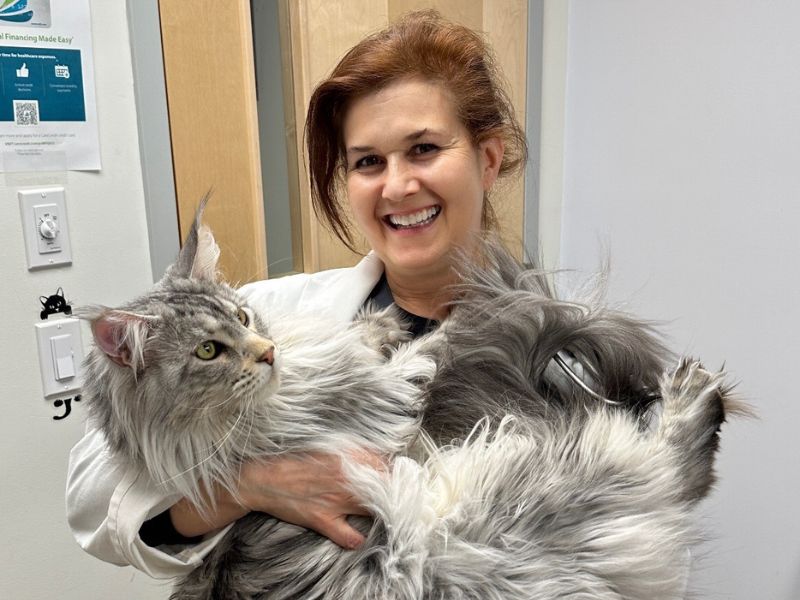 Pine Woods Veterinarian holding a large cat