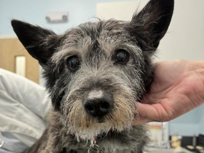 Scruffy dog at the vet