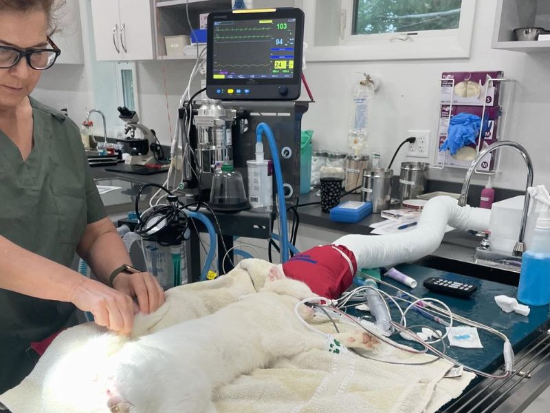 Pine Woods Animal Hospital veterinarian looking at a cat before surgery