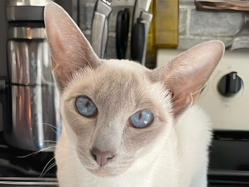 White cat with blue eyes