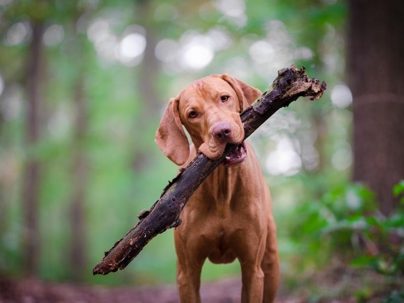 a vizsla dog in the woods holding a stick
