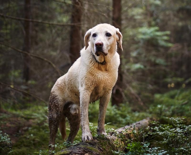 Dog playing in the mud