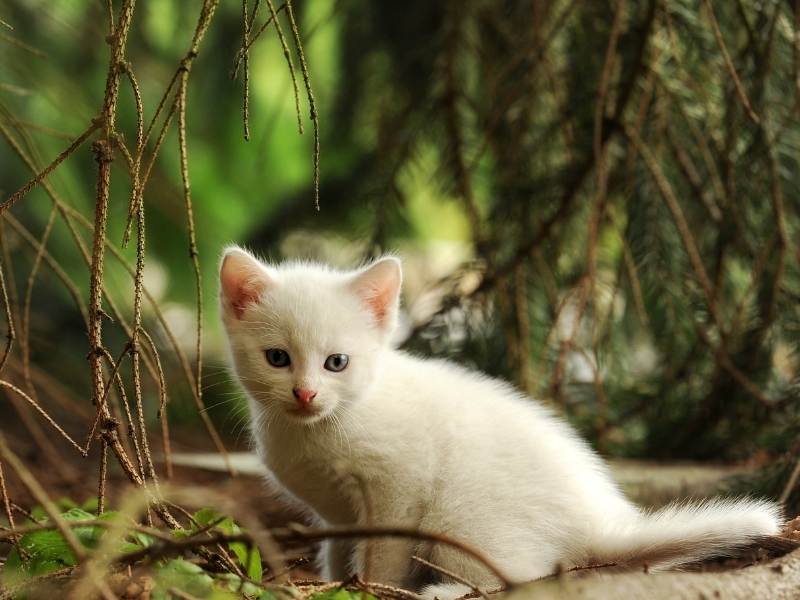 a white kitten sitting next to some branches in the woods