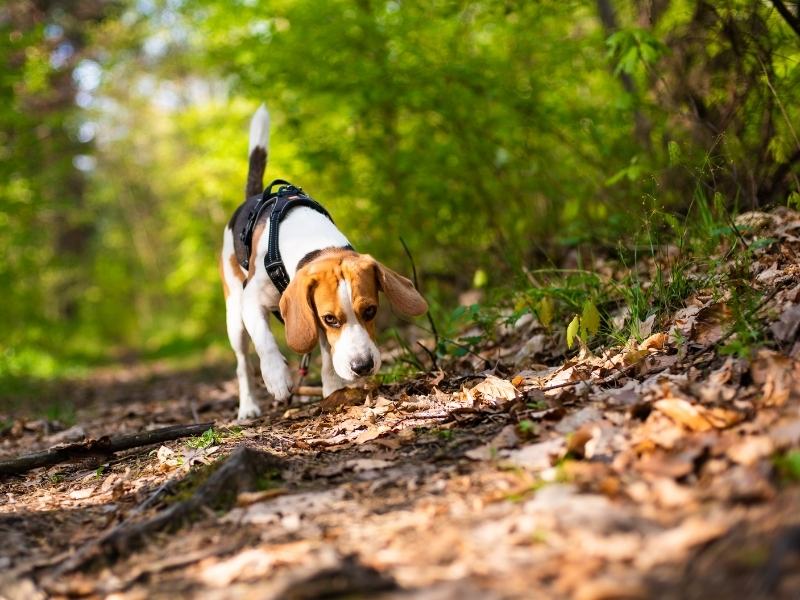 A dog in a harness, in the woods sniffing the ground