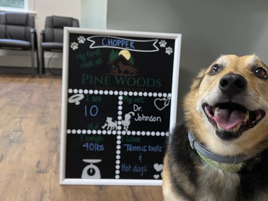 Puppy posing in front of camera next to a Pine Woods blackboard
